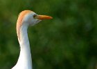Bosluisvoel protret  Bosluisvoel Cattle Egret