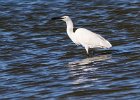 reier  Kleinwitreier - Little Egret : frieda