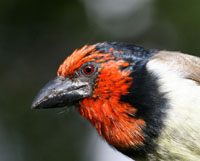 Hulle bly in boomstamme